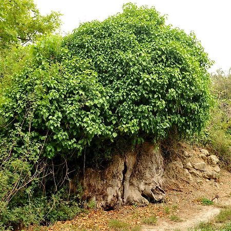 Villa Axenti Agios Thomas  Dış mekan fotoğraf