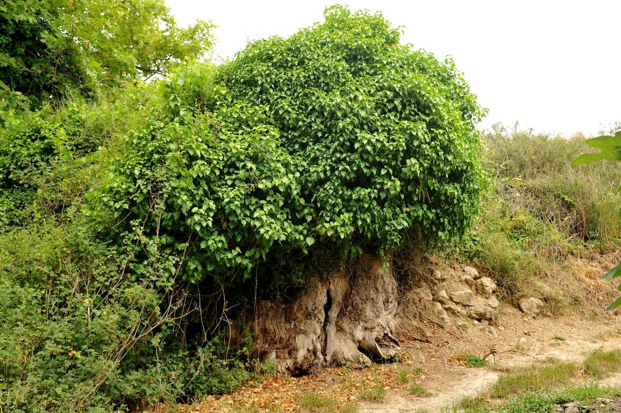 Villa Axenti Agios Thomas  Dış mekan fotoğraf