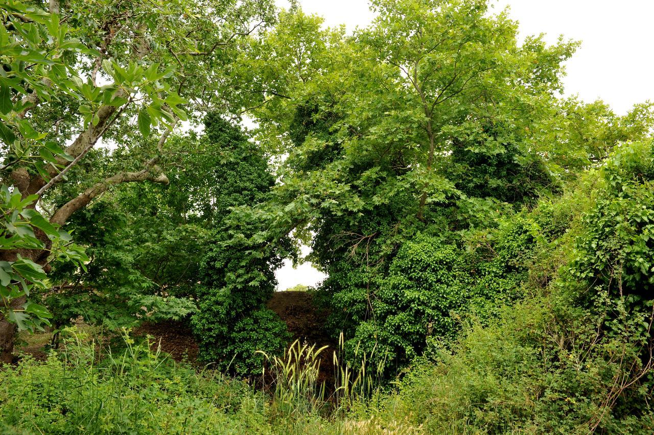 Villa Axenti Agios Thomas  Dış mekan fotoğraf
